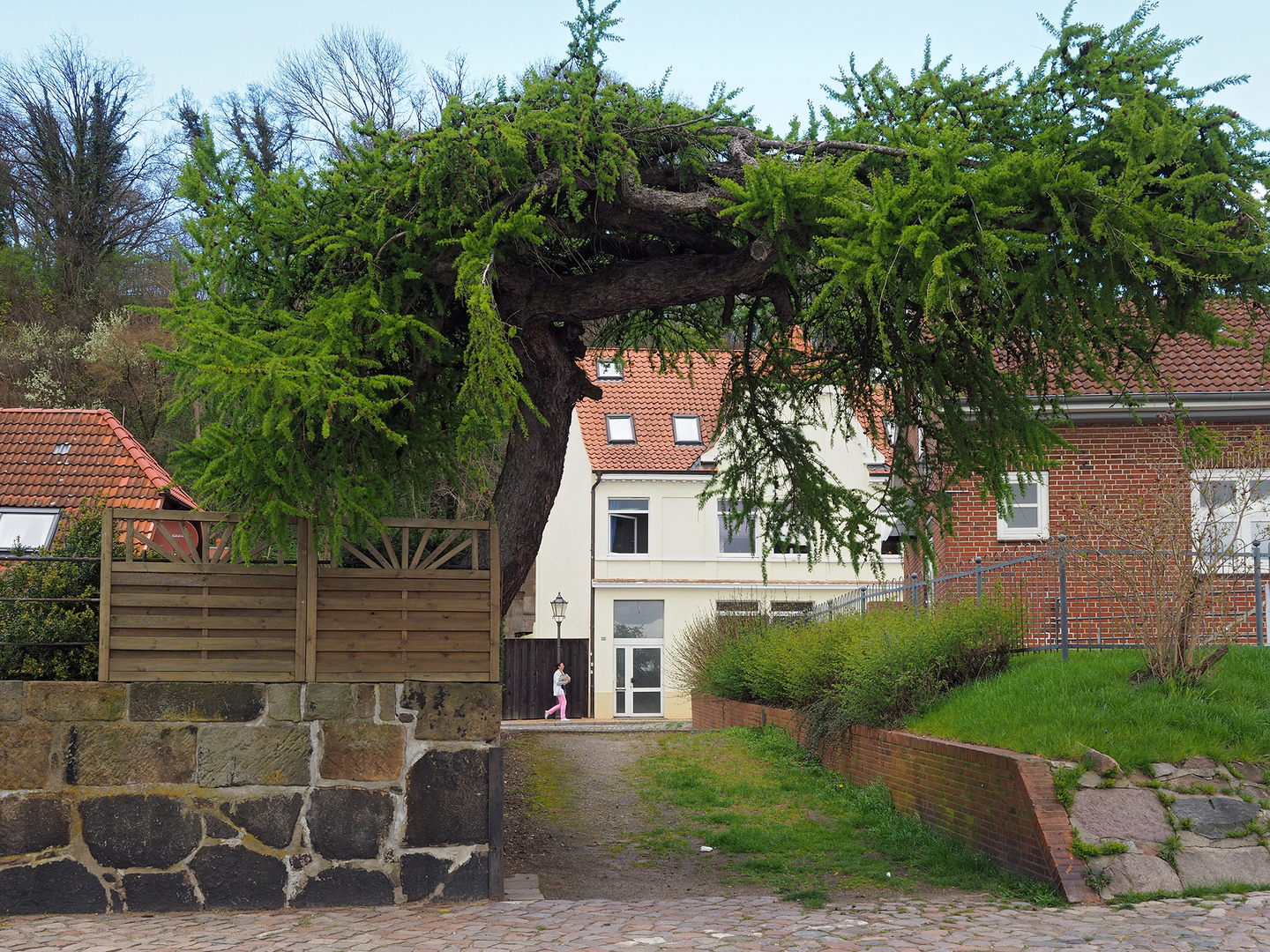 Lauenburg - Baum am Elbufer