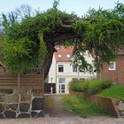 Lauenburg - Baum am Elbufer