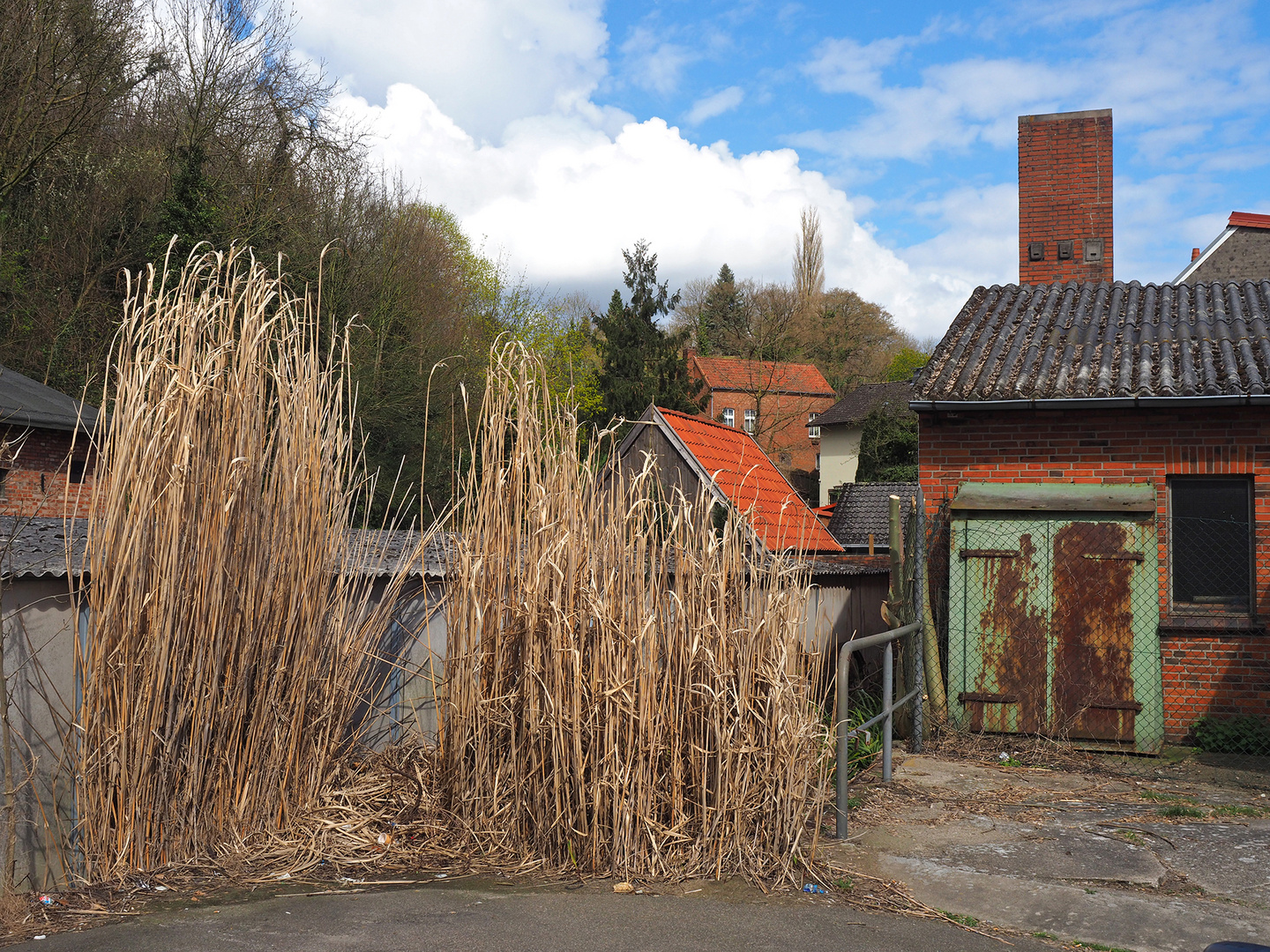 Lauenburg - Schilfgras