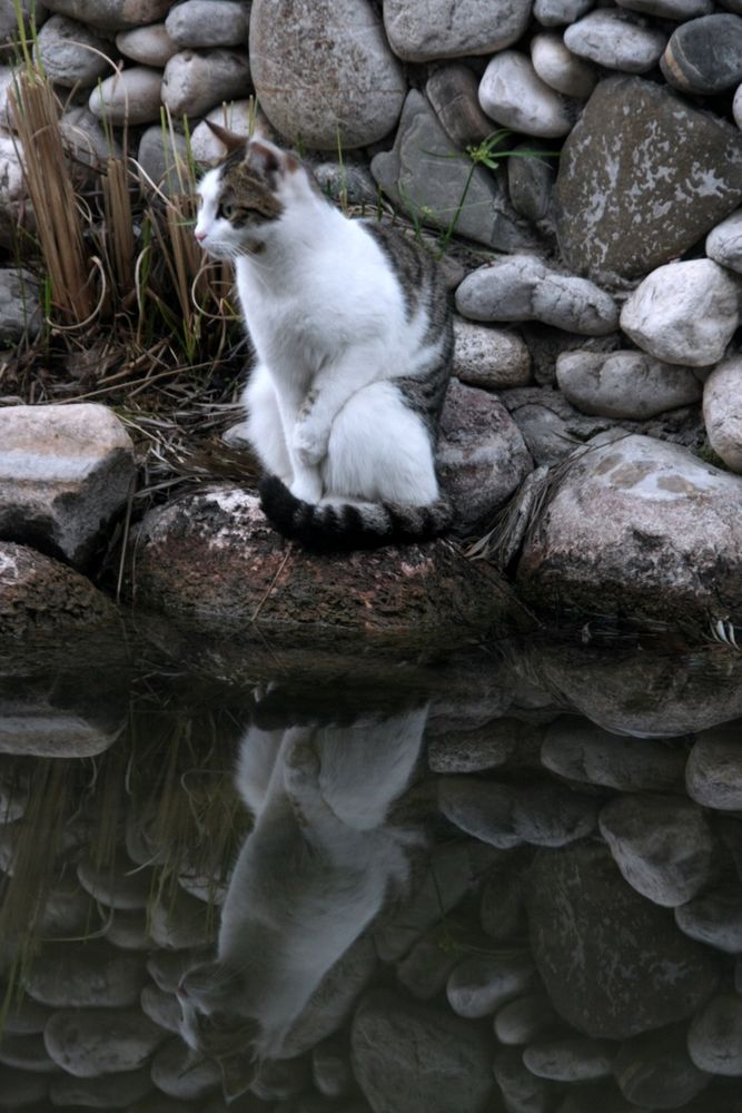 lauern auf den Fisch