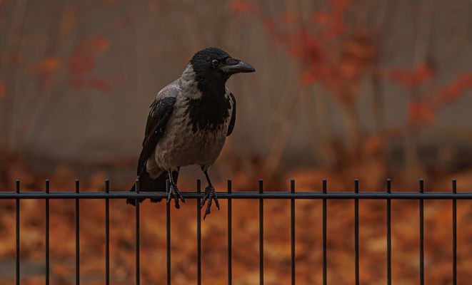 lauernde Nebelkrähe
