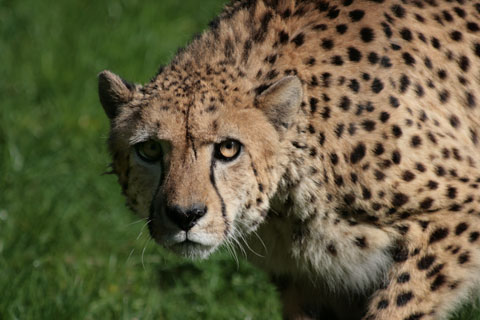 Lauernder Gepard