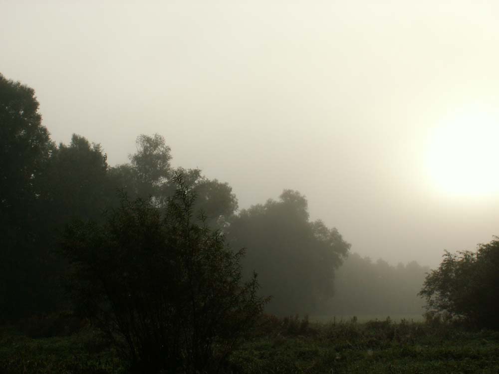 Lauertal Auen im Nebel