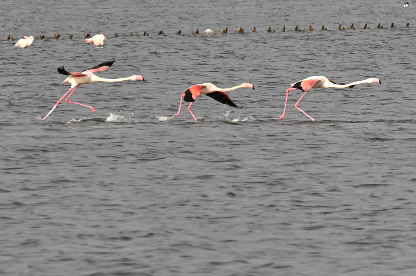 Lauf auf dem Wasser