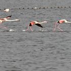 Lauf auf dem Wasser