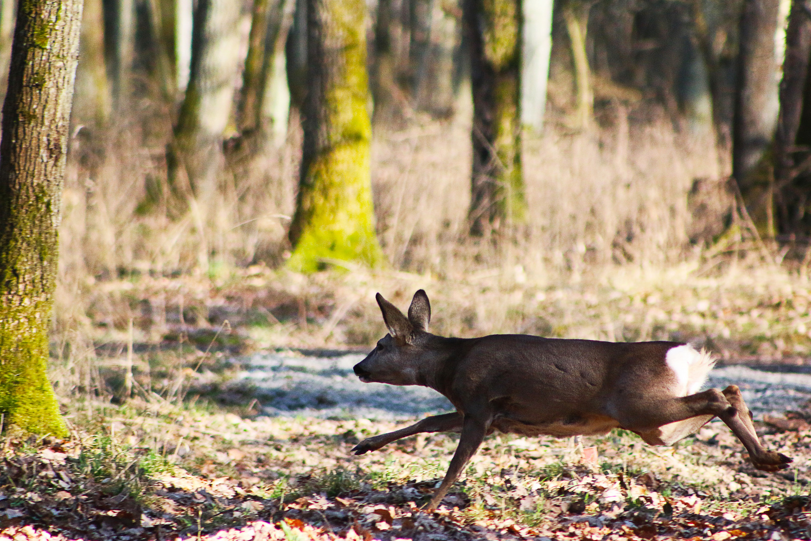 Lauf Bambi Lauf!!!