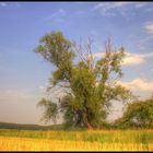 Lauf der Natur