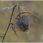 Lauf der Natur