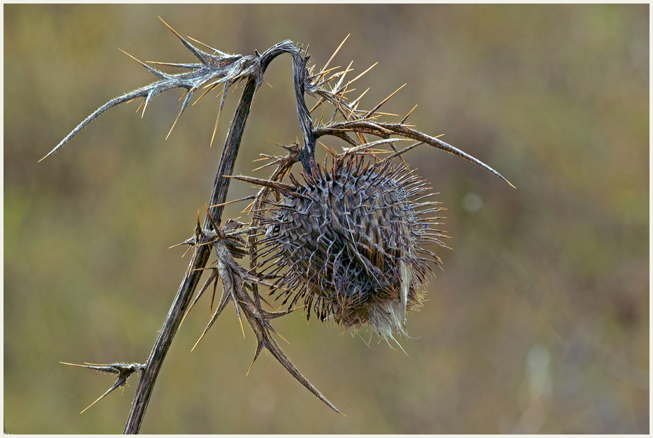 Lauf der Natur