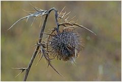 Lauf der Natur