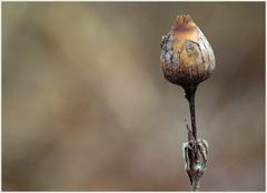 Lauf der Natur (II)