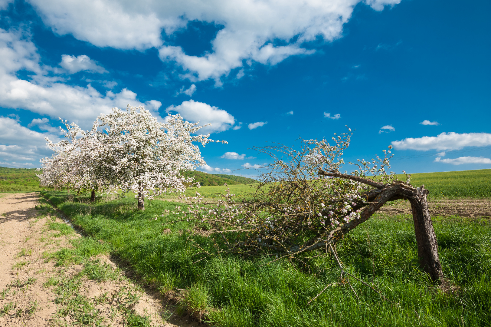 Lauf des Lebens