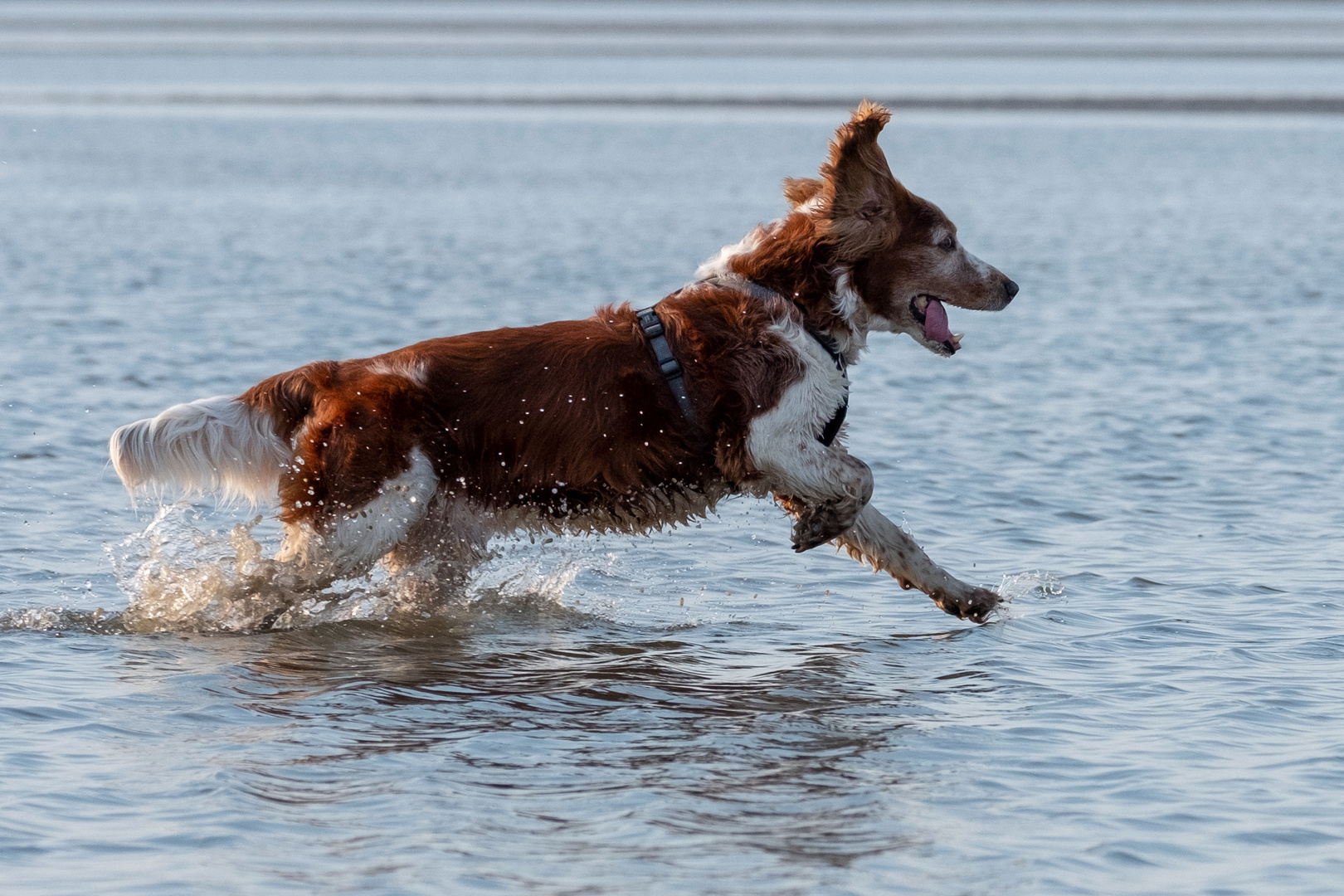 Lauf durchs Wasser