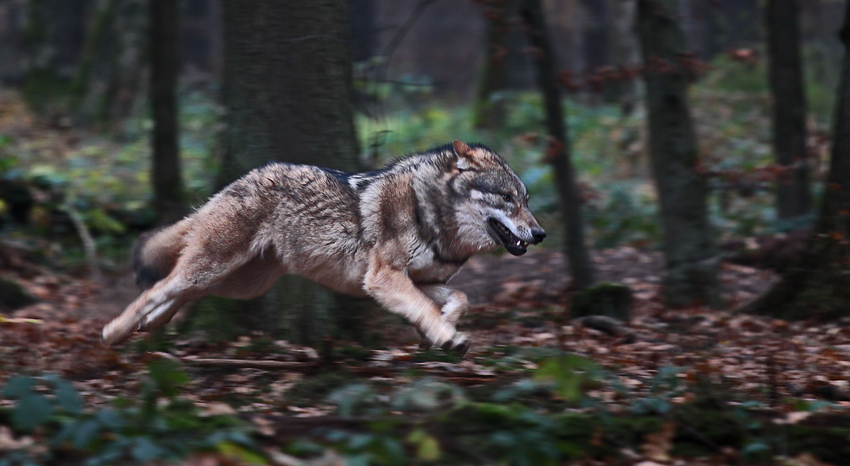 Lauf Forrest!