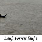 Lauf Forrest, lauf!!!