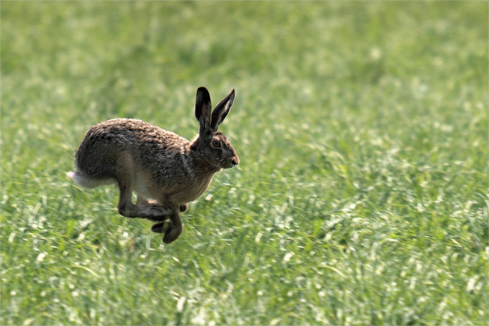 lauf, hase, lauf...