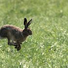 lauf, hase, lauf...