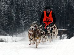 lauf Husky lauf