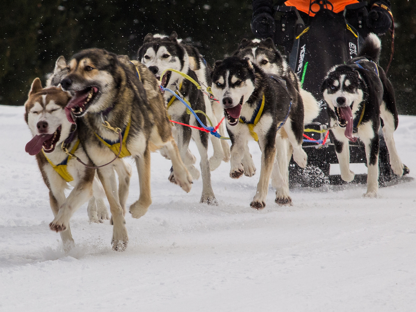 lauf Husky lauf