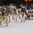 lauf Husky lauf