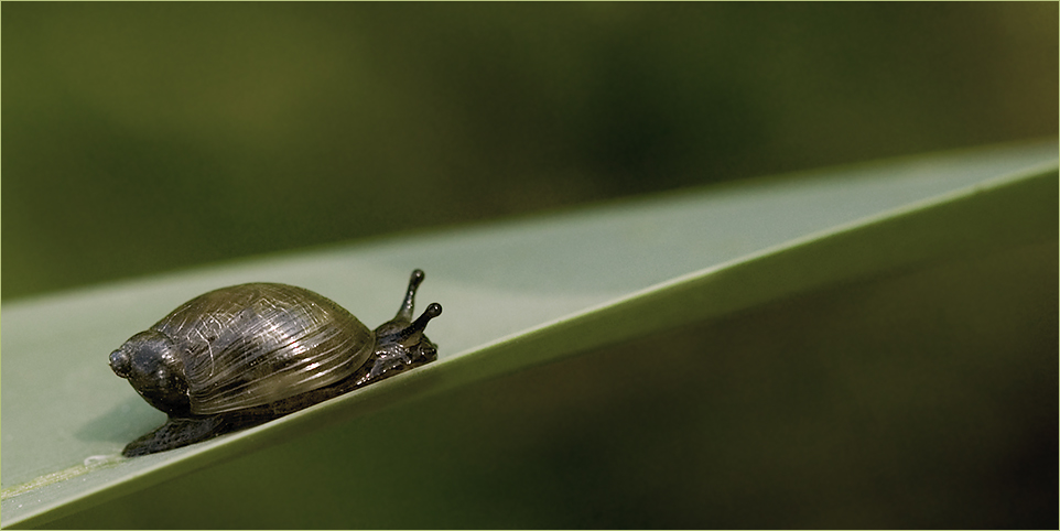 lauf kleine Schnecke