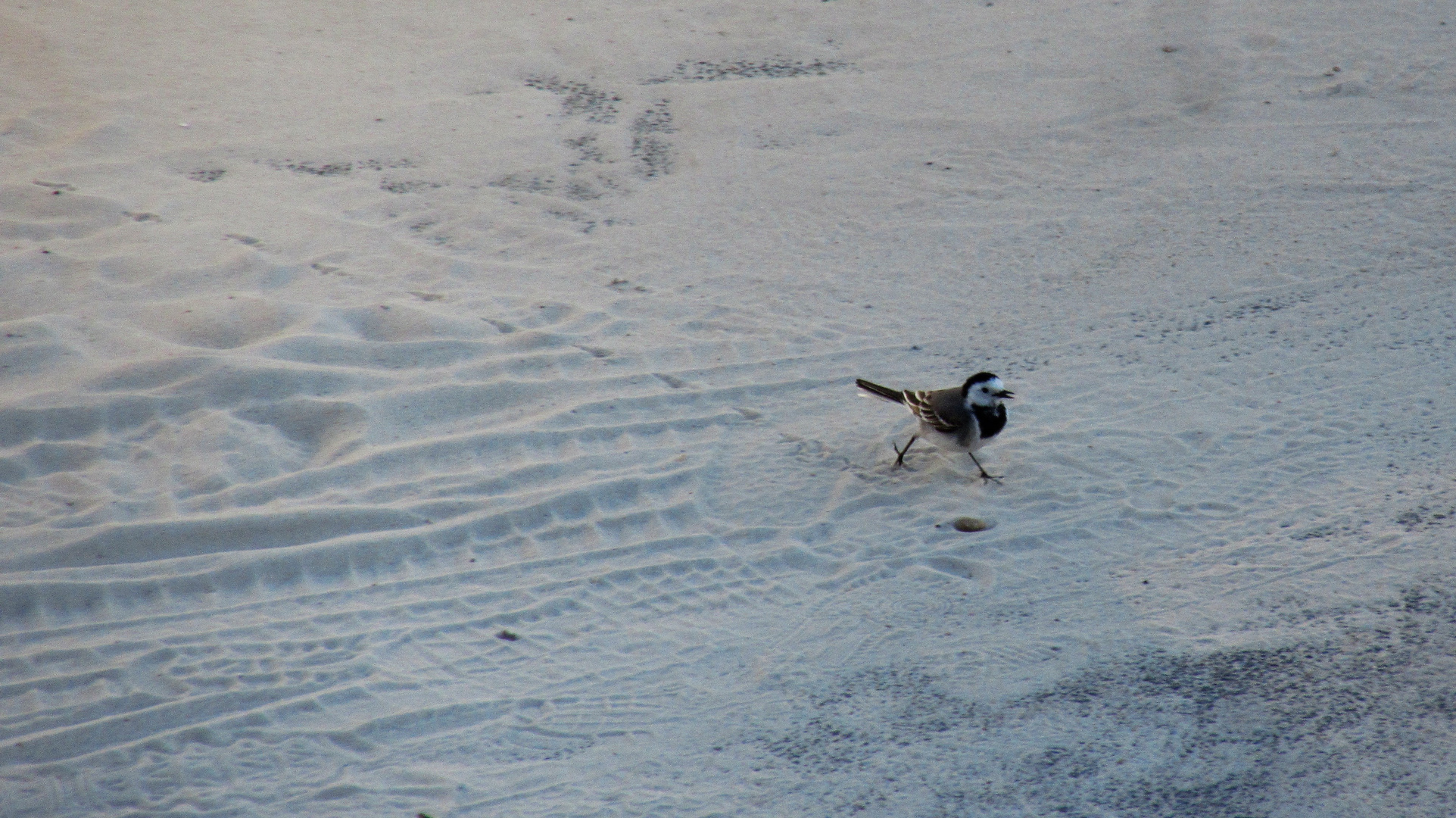 Lauf, kleiner Vogel! Lauf!