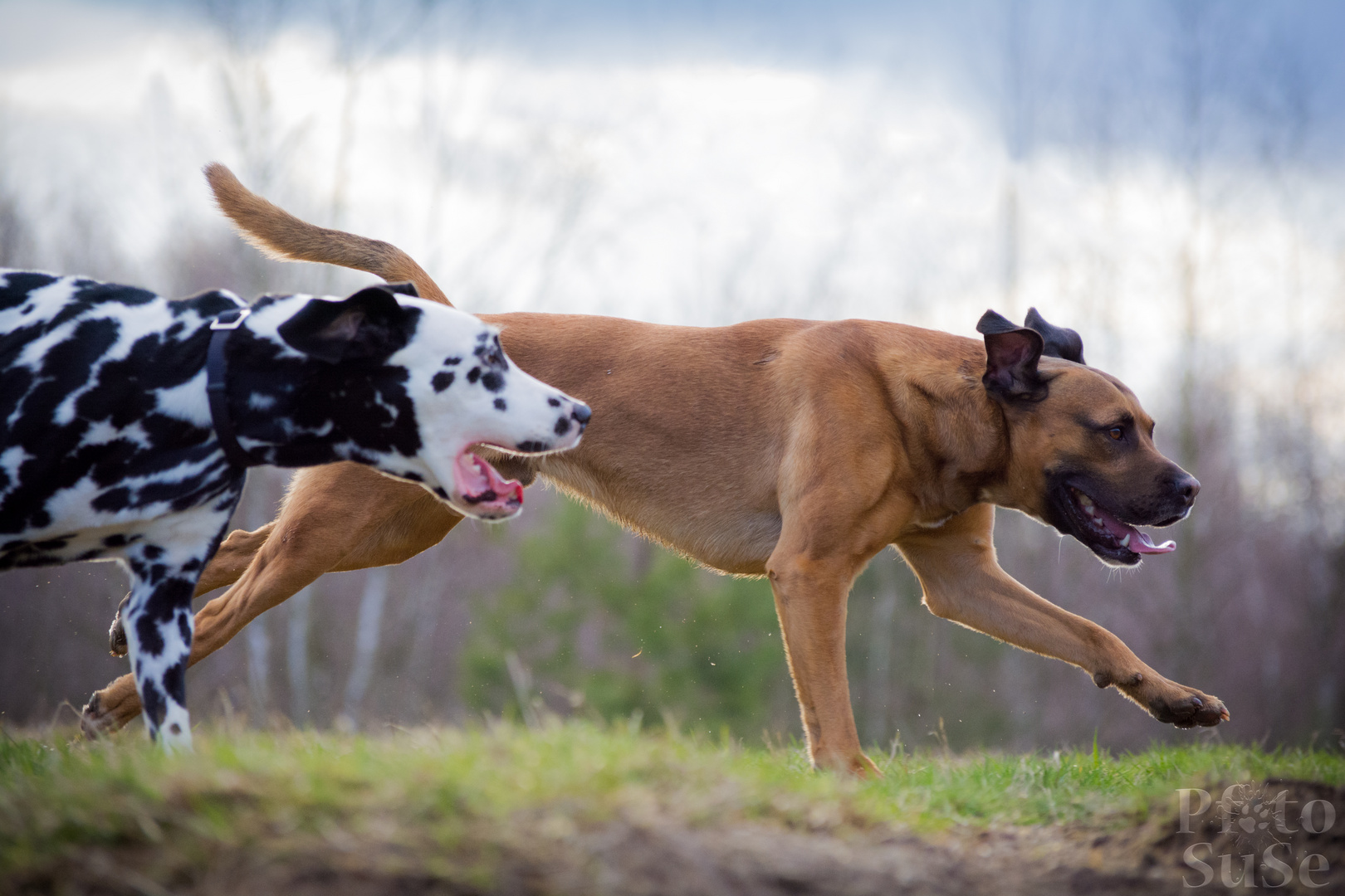 Lauf Lennox, lauf!