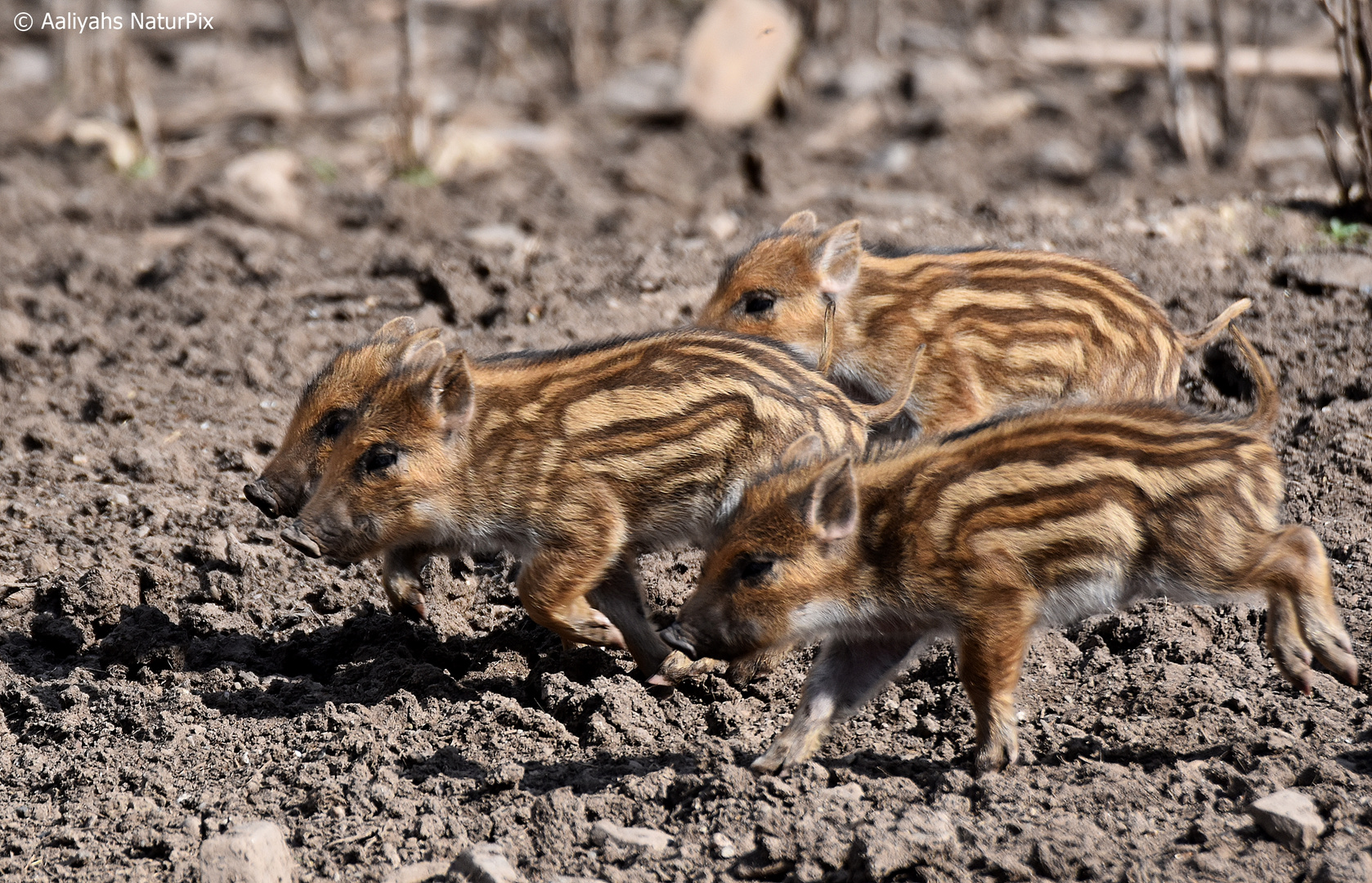 Lauf Schweinchen lauf!!