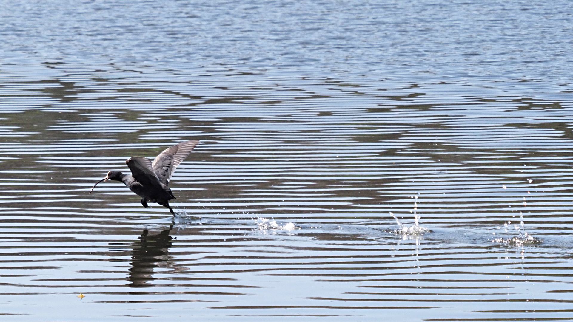 Lauf so schnell du kannst..... Foto & Bild wasser, licht, natur