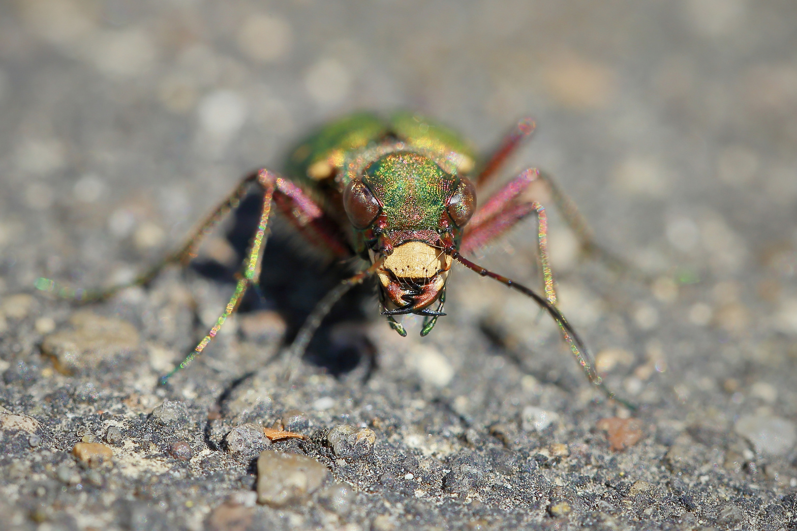 „Lauf!“, sprach der Beetle...