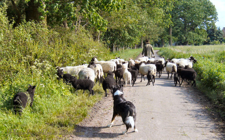 "Lauf zu, sonst mach ich Dir Beine!"