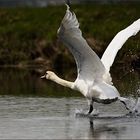 Laufen auf dem Wasser...