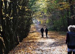 Laufen im Herbstwald...