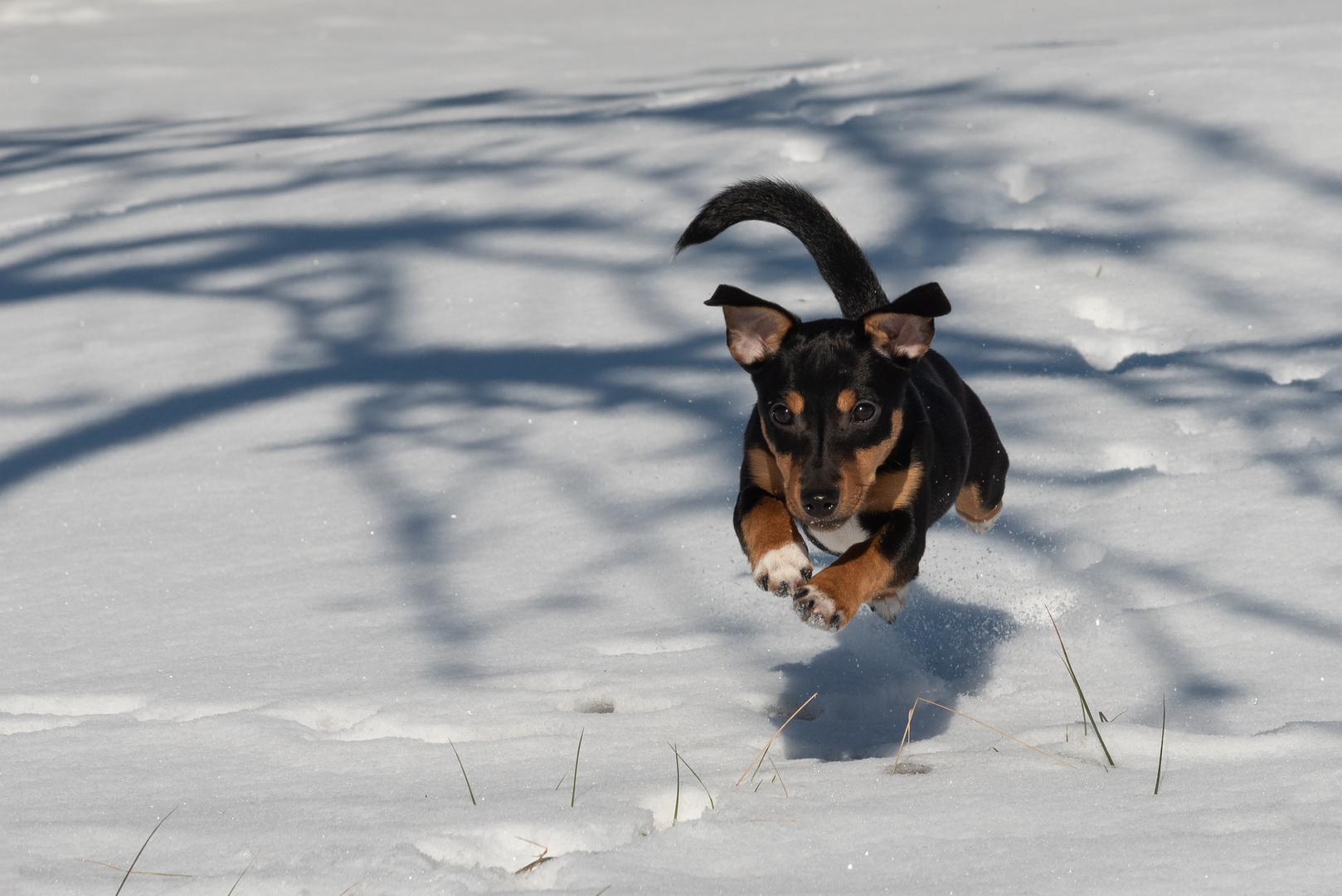 Laufen im Schnee