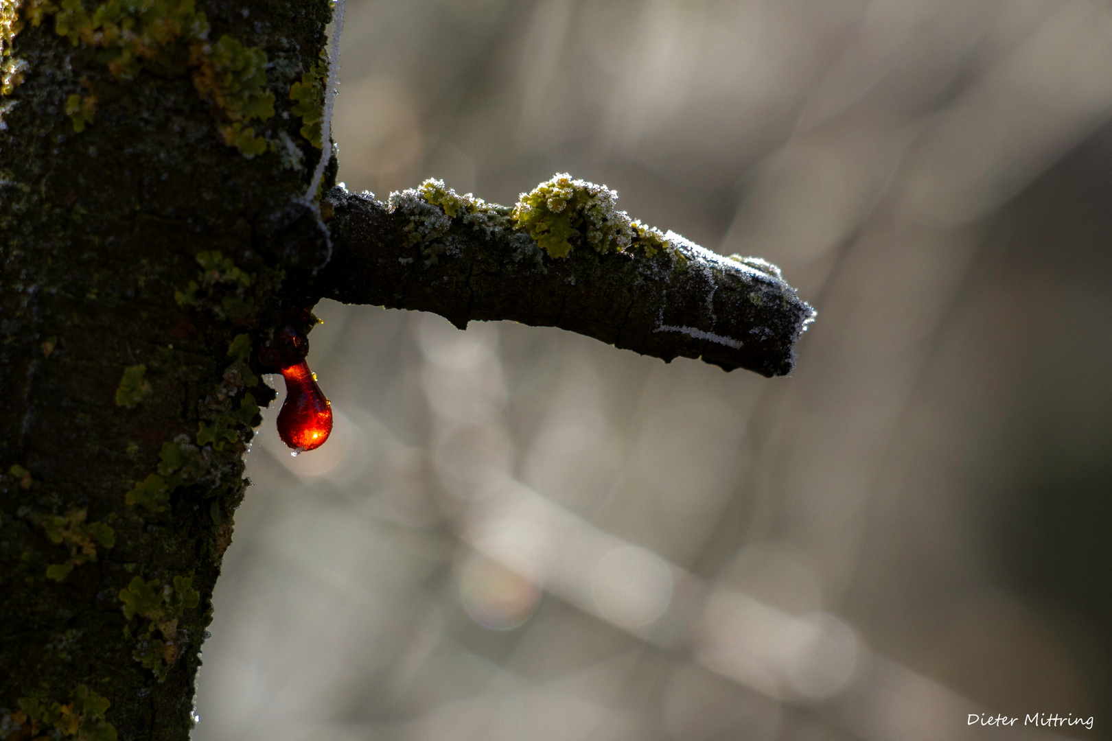 "laufende Winterpinocchio-Nase"