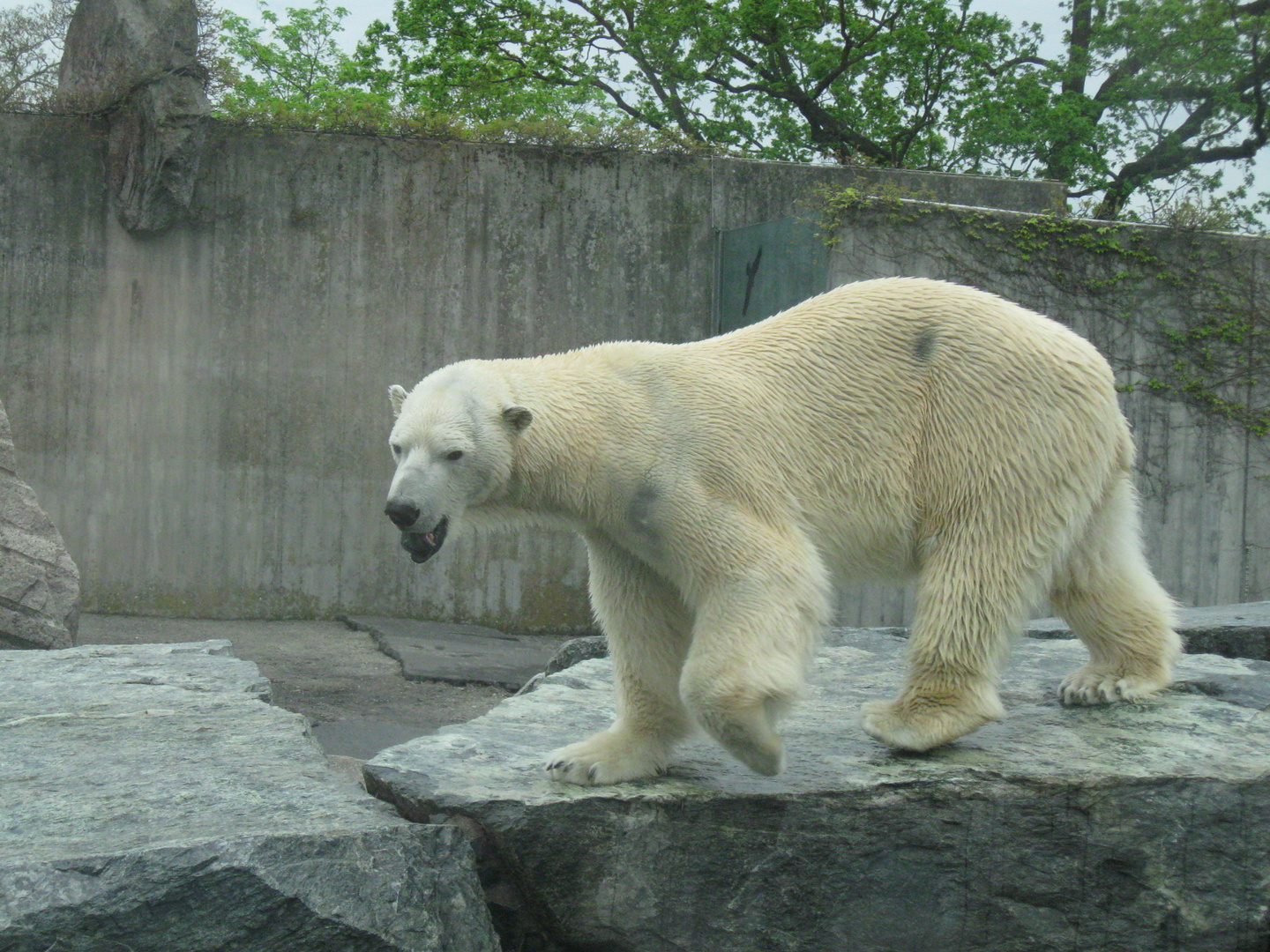 laufender eisbär