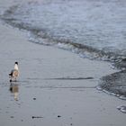 laufender Vogel am Wasser