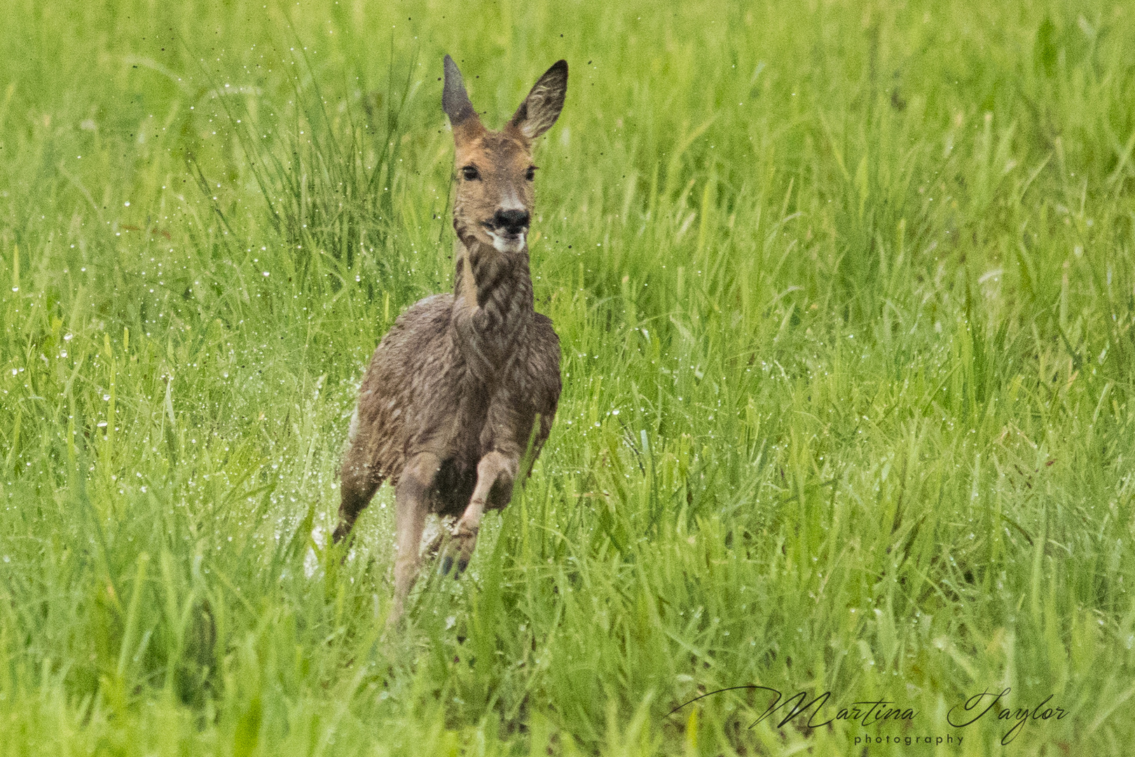 Laufendes Reh 01