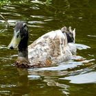 Laufente beim Spazierenschwimmen