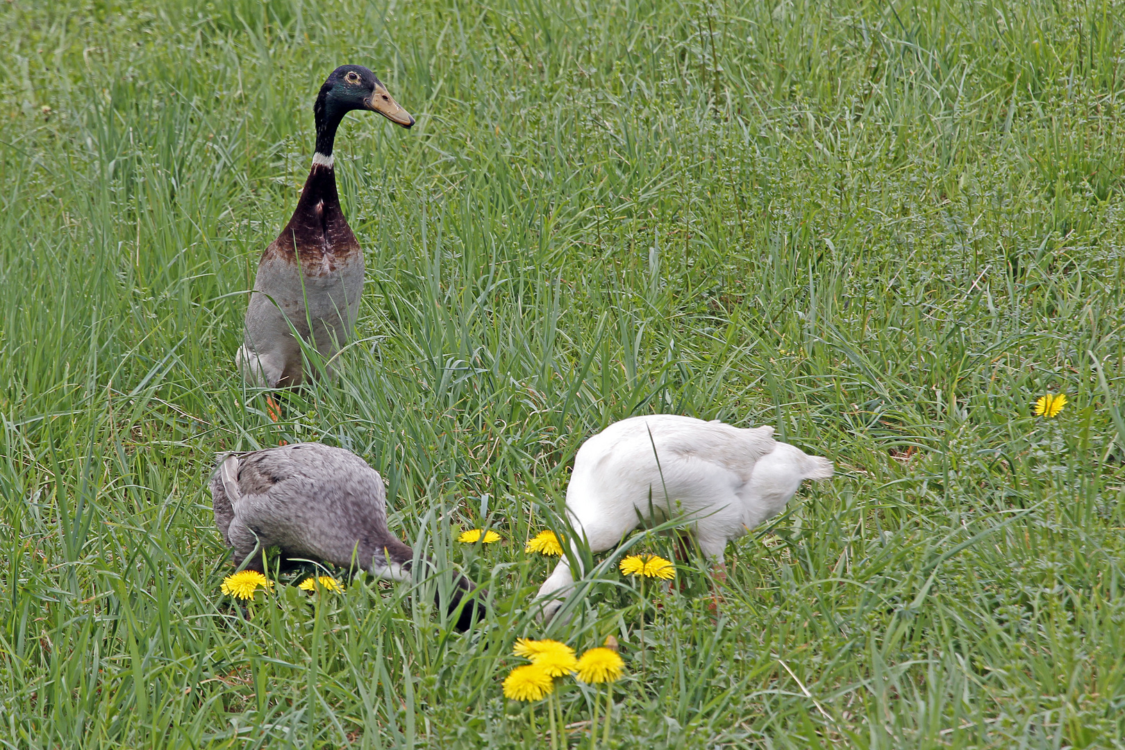 Laufenten auf Schneckenjagd