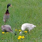 Laufenten auf Schneckenjagd