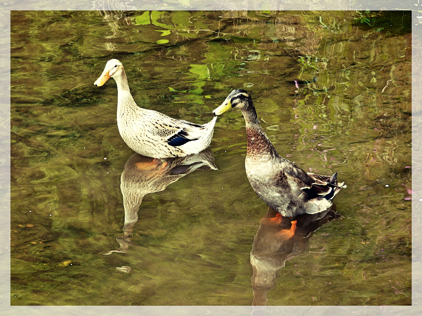 Laufenten im Bach Foto & Bild natur, tiere, vögel Bilder auf