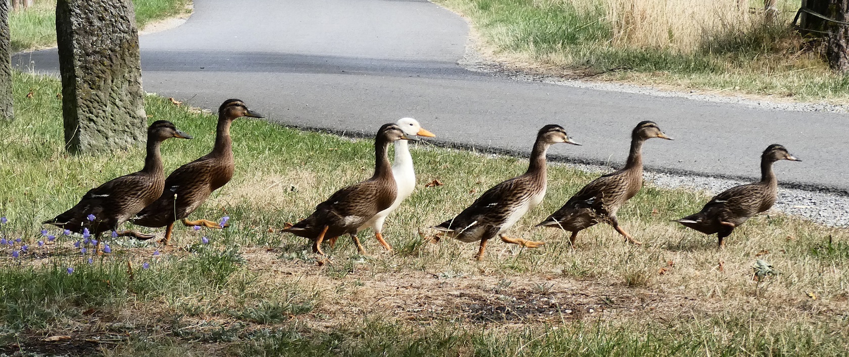 Laufenten in Eile :-) Foto & Bild | natur, tiere, haustiere Bilder auf