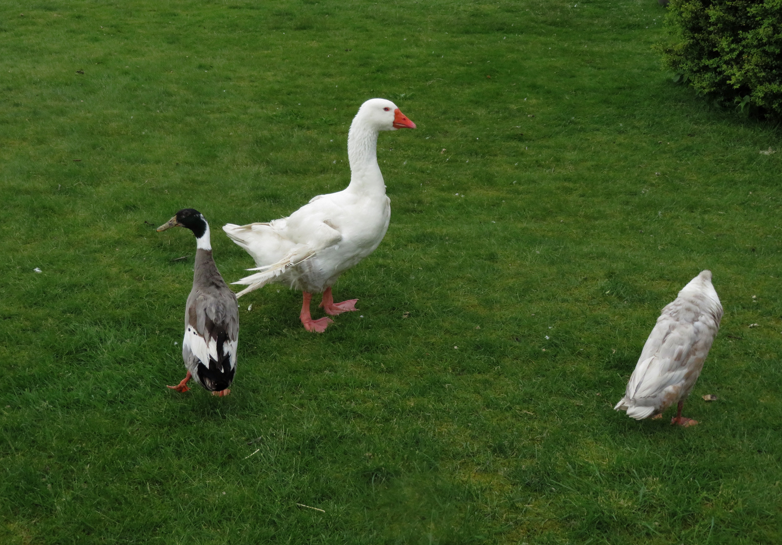 Laufenten mit Gans ...