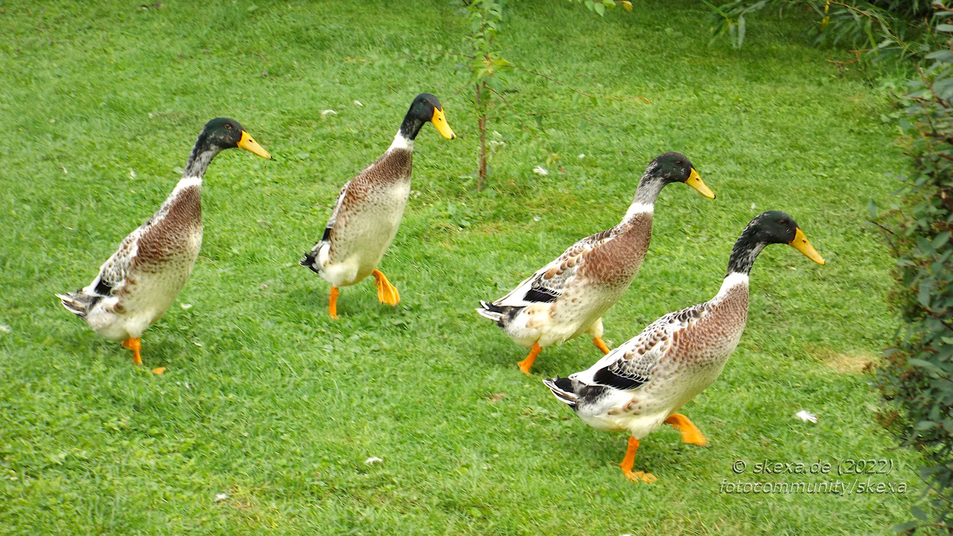 Laufenten-Patrouille 