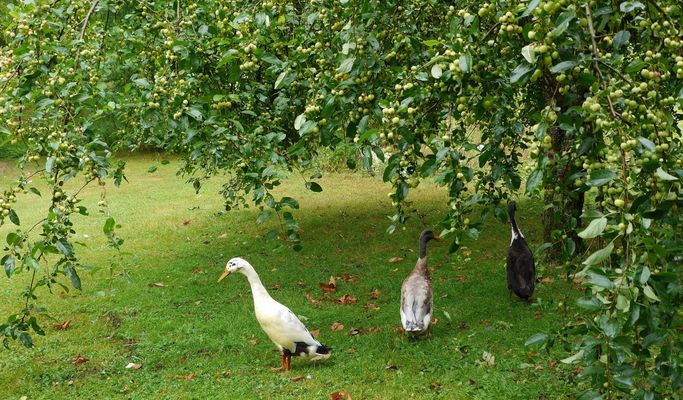 Laufenten unter Vogelkirschen