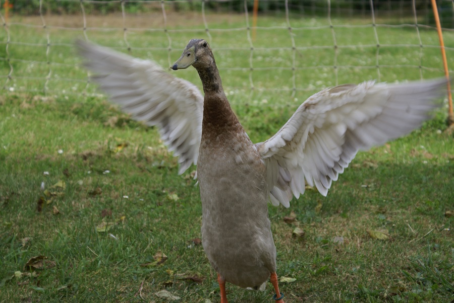 Laufentenerpel Ringo beim Strecken der Flügel