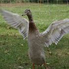 Laufentenerpel Ringo beim Strecken der Flügel