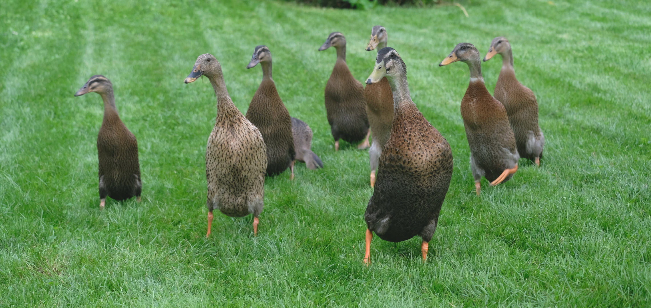 Laufentenfamilie 