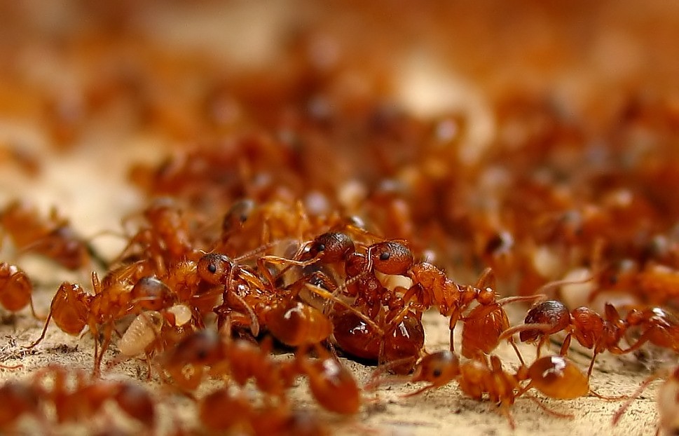 Lauffeuer Foto & Bild tiere, natur Bilder auf